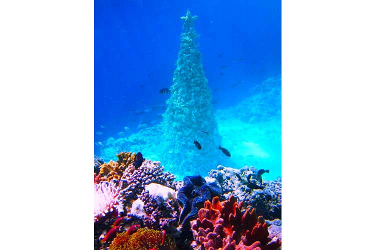 Upside down desert and underwater its Christmas time 14 12 17 4